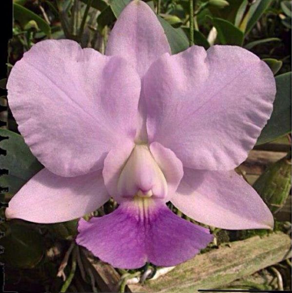 Cattleya Walkeriana coerulea A-15