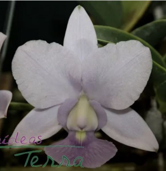 Cattleya Walkeriana Cerúlea “Topázio Azul”