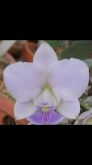 Cattleya Walkeriana coerulea "Blue Diamond"