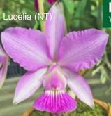 Cattleya Walkeriana "Lucélia" natural