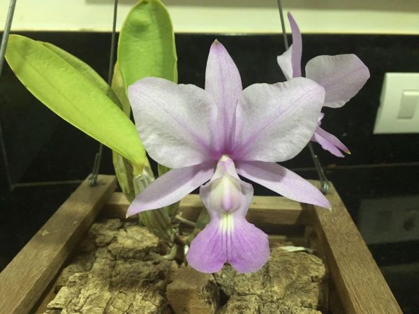 Cattleya Walkeriana concolor "Aguilar" natural