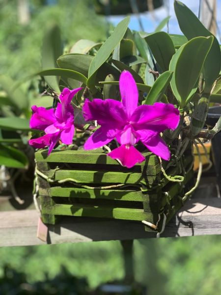 Cattleya Walkeriana labeloide "Marcelo Terra"