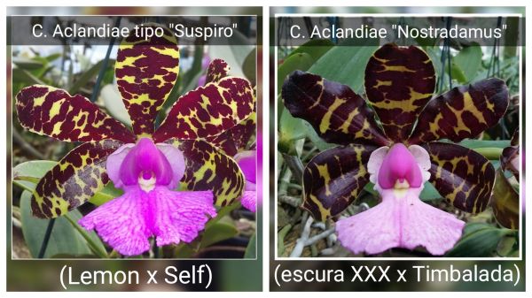 Cattleya Aclandiae tipo (Suspiro X Nostradamus)