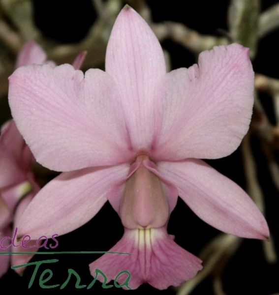 Cattleya Walkeriana vinicolor “Gavião da Adega”