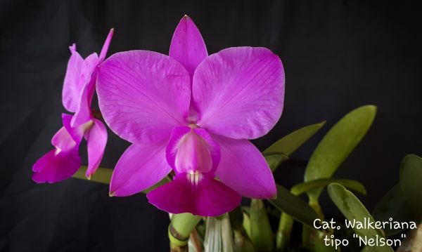 Cattleya Walkeriana tipo Dr Nelson