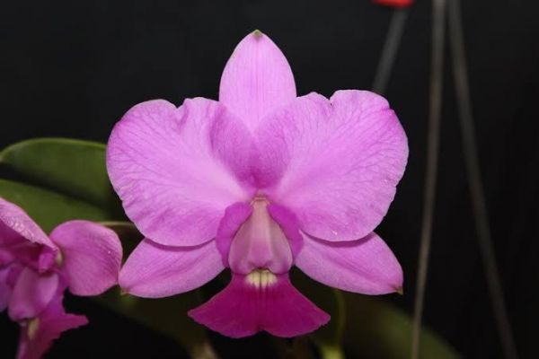 Cattleya Walkeriana tipo "Suprema CVSN"