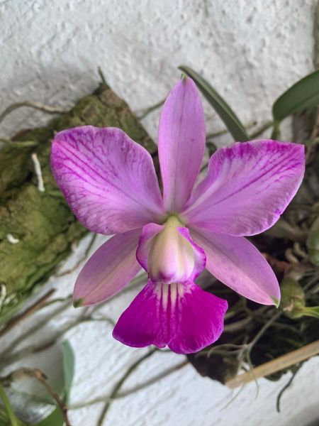 Cattleya Walkeriana flamea "Willian" - natural