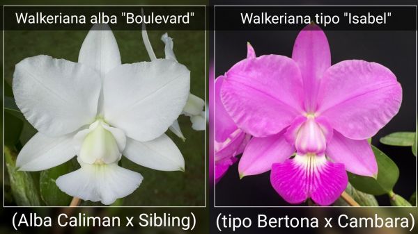 Frasco Cattleya Walkeriana (alba Boulevard x tipo Isabel)