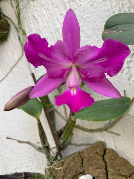 Cattleya Walkeriana trilabelo "Paulinho Ribeiro" natural