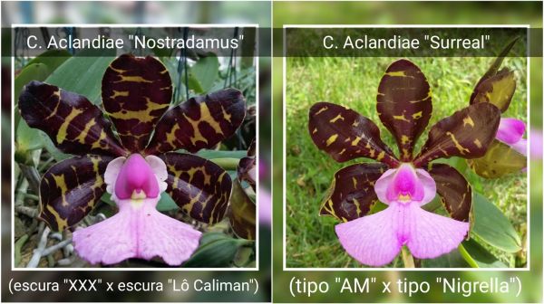 Cattleya Aclandiae tipo (Nostrafamus X Surreal)