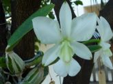 Cattleya Walkeriana alba “Rainha da Canastra”