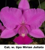 Cattleya Walkeriana tipo "Mirian Juliato"