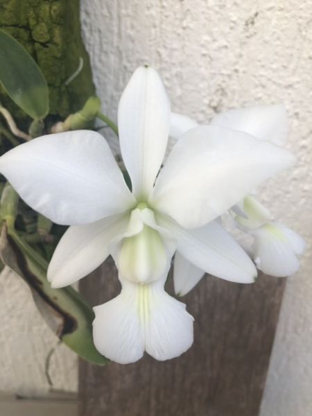 Cattleya Walkeriana “Rosângela” (NT)