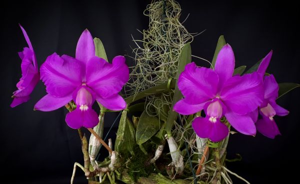 Cattleya Walkeriana pelorica "Vale da Prata"