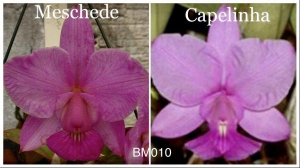 Frasco de Cattleya Walkeriana (Meschede x Capelinha)