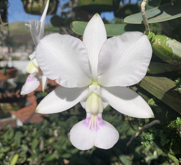 Cattleya Walkeriana s/a “Fatinha”