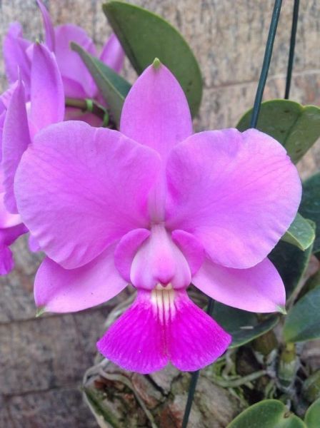 Cattleya Walkeriana tipo "Everest