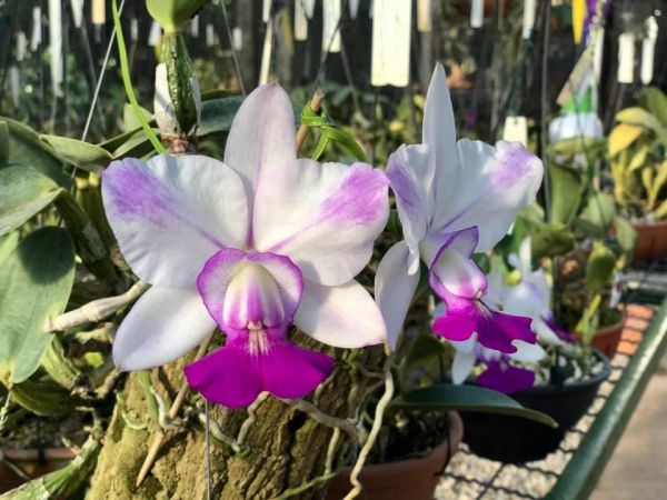 Cattleya Walkeriana semi alba "Almeida"