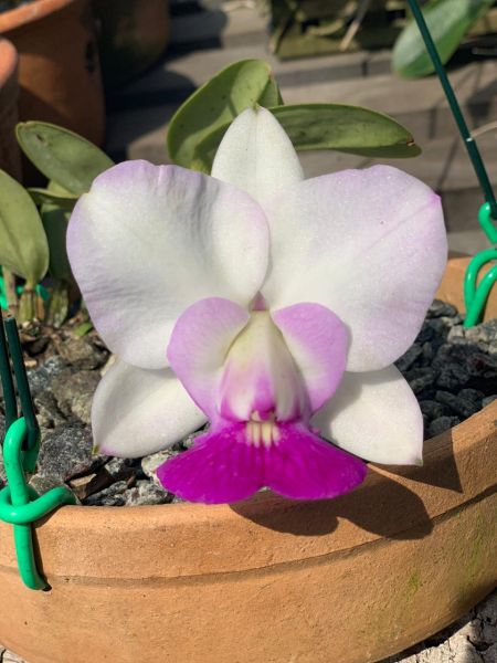 Cattleya Walkeriana perola "Maitê"