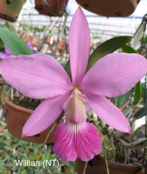 Cattleya Walkeriana vinicolor "Willian" natural