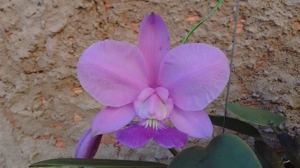 Cattleya Walkeriana tipo "Naíta" natural