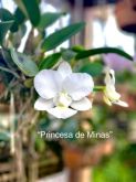 Cattleya Walkeriana alba "Princesa de Minas"