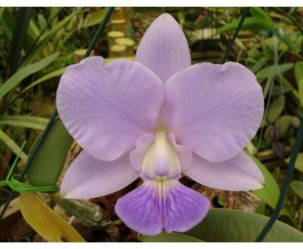 Cattleya Walkeriana coerulea "Toque Divino"