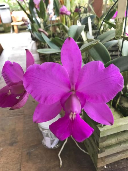 Cattleya Walkeriana tipo "Teteus"