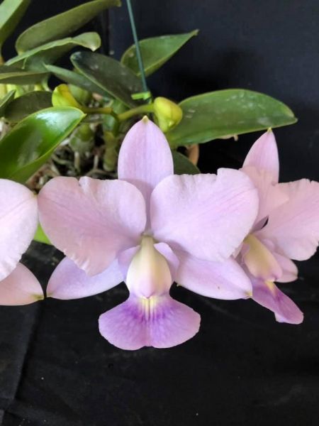 Cattleya Walkeriana coerulea "Mem. Abadia Isidoro"