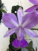 Cattleya Walkeriana suave "Priscila" natural