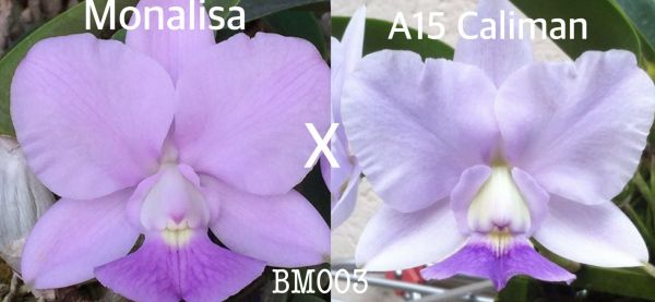 Frasco de Cattleya Walkeriana (Monalisa x A15 do Caliman)