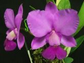 Cattleya Walkeriana tipo