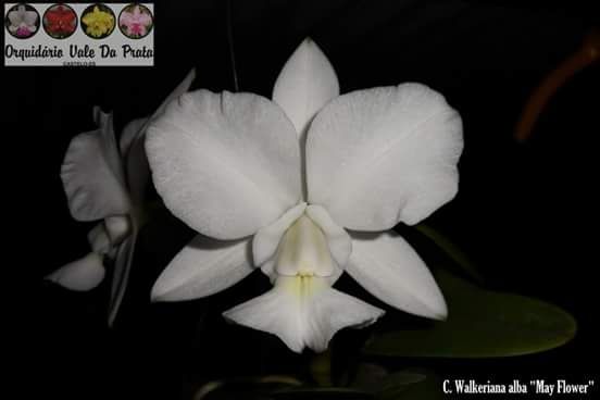 Cattleya Walkeriana alba "May Flower"