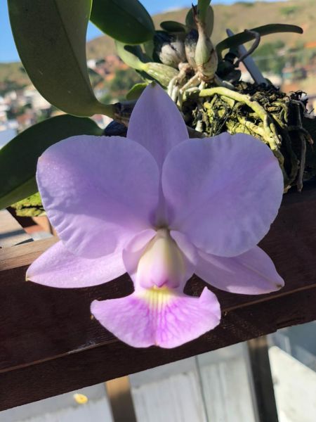 Cattleya Walkeriana coerulea "Ckone"