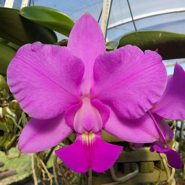 C. Walkeriana tipo (BR001 - Lagoa Azul x Magnificat)