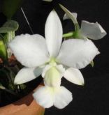 Cattleya Walkeriana Alba “Malheiros” (NT)