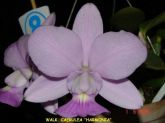 Cattleya Walkeriana coerulea