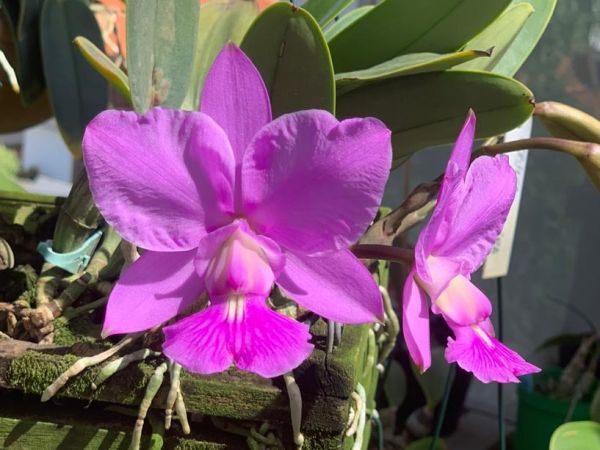 Cattleya Walkeriana tipo "Capelinha" - Natural