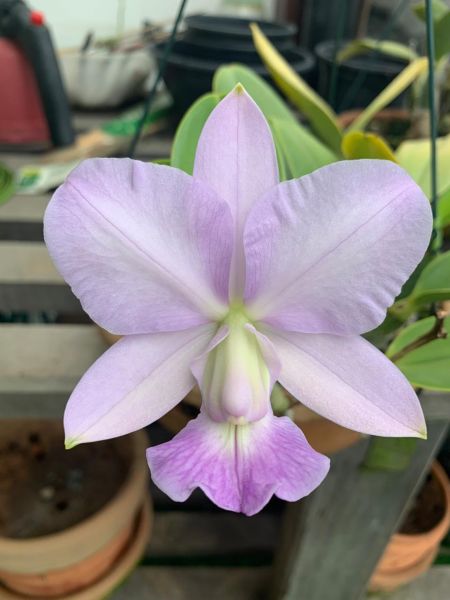 Cattleya Walkeriana coerulea "Adélia Bordini"