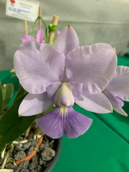 Cattleya Walkeriana coerulea "Tobias Angel"