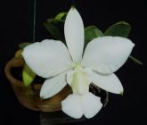 Cattleya Walkeriana Alba “Maria Augusta” (NT)